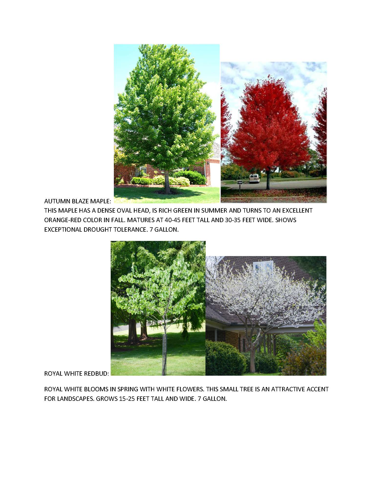2020 FALL TREES_Page_2