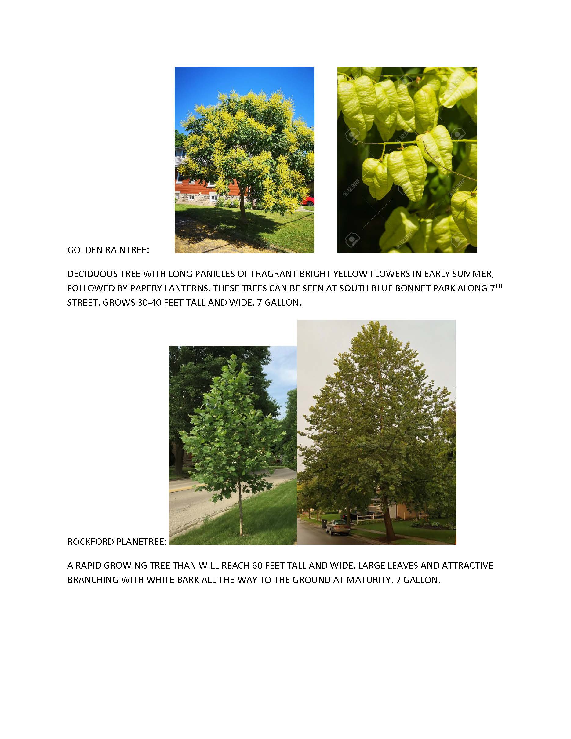 2020 FALL TREES_Page_3