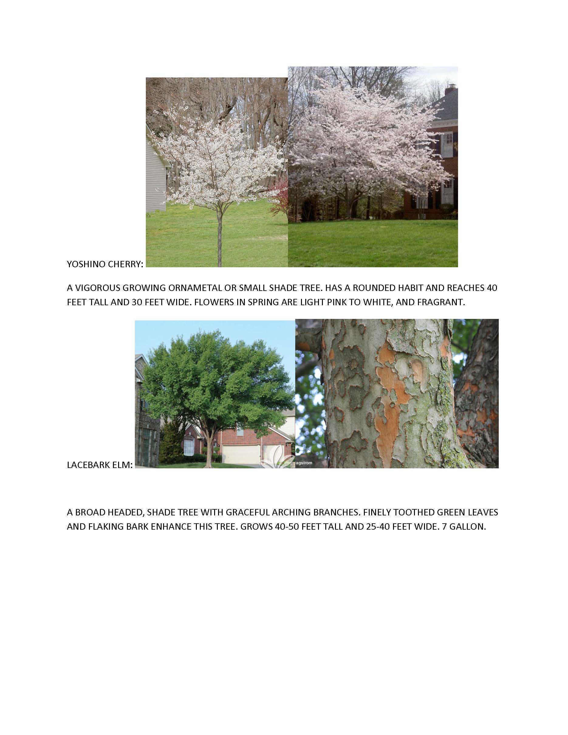 2020 FALL TREES_Page_4
